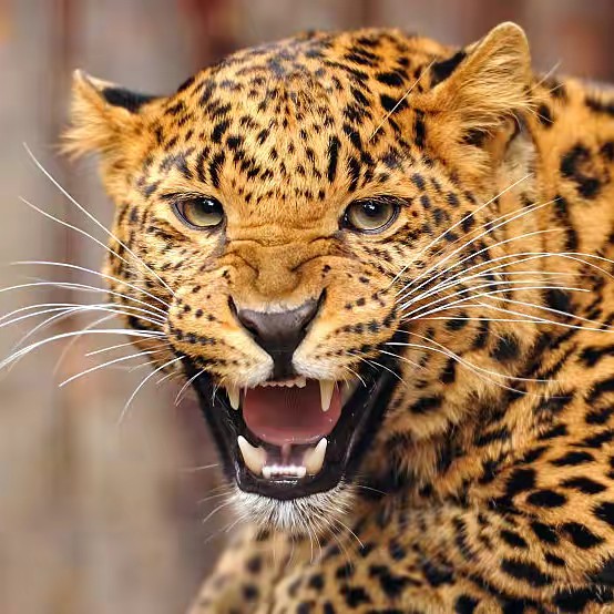 Wild Animal World