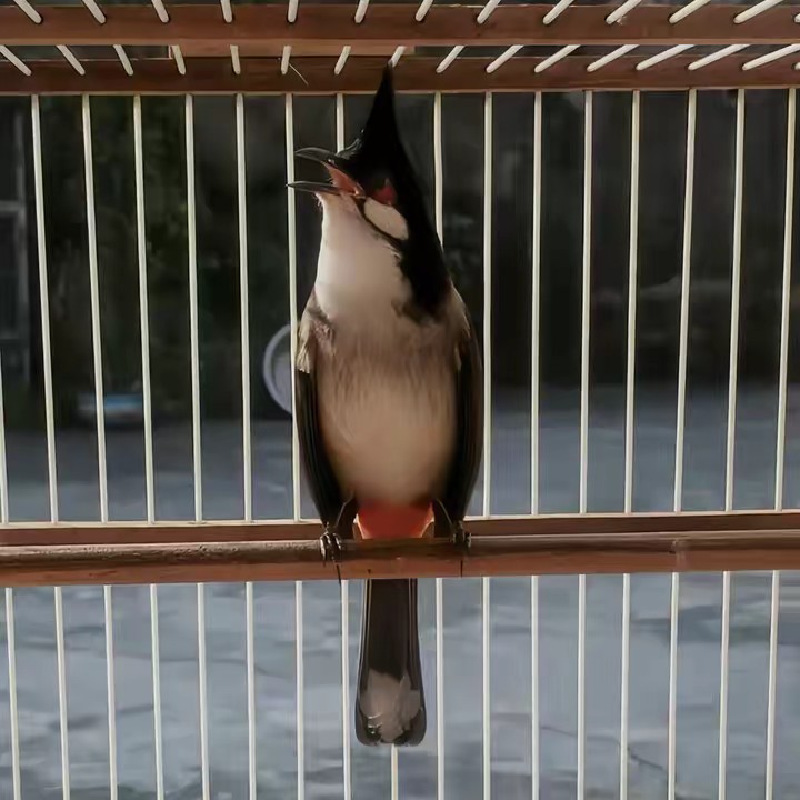 Trần Tài Trọng 💎