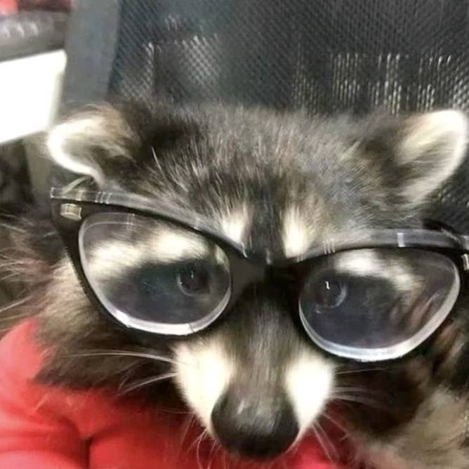 🐷 Jogadora mi🥇