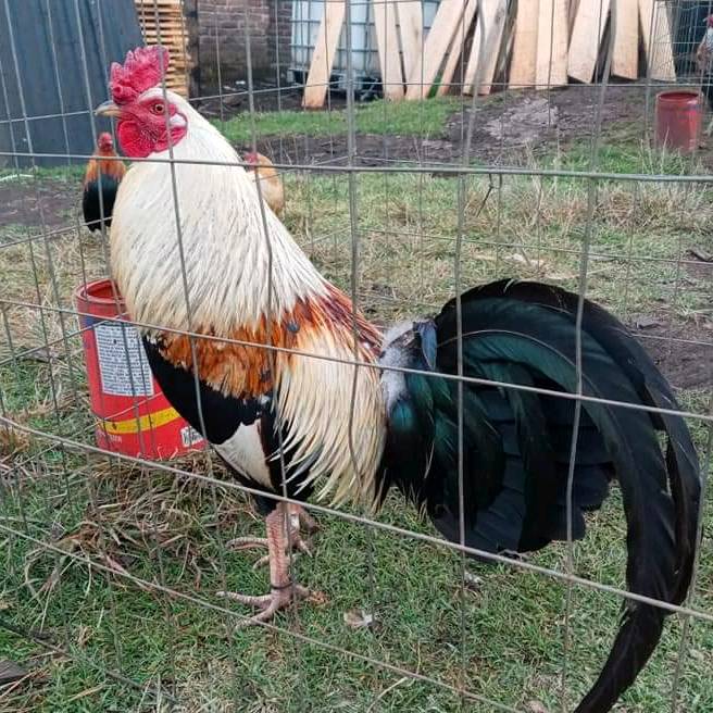 forrajera San Judas Tadeo