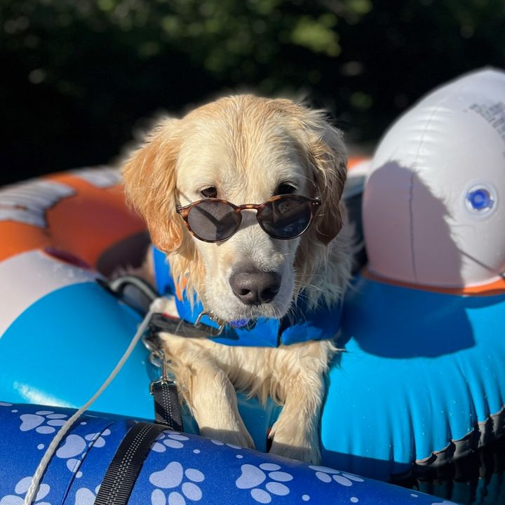Chance the Golden Rescue