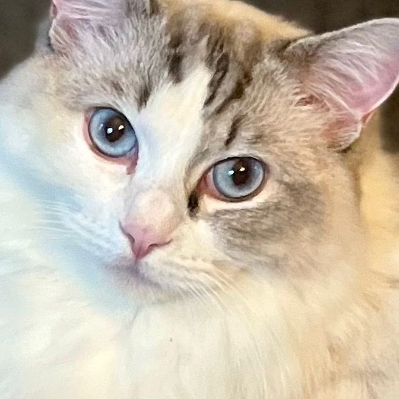 Ragdolls Pearl and Crystal