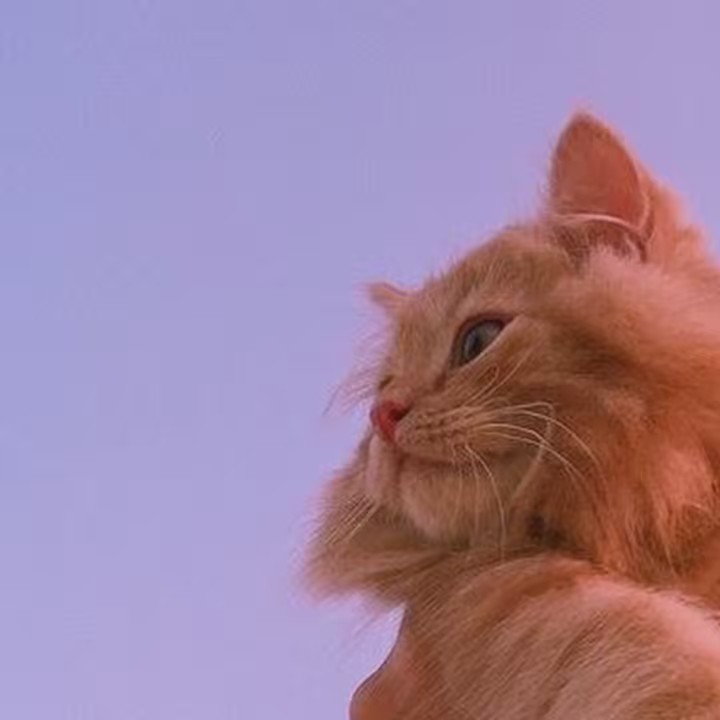 จิมจุ่ม