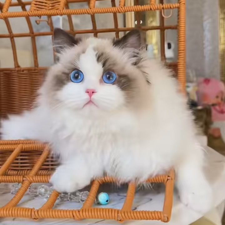 ♥️บาร์บี้