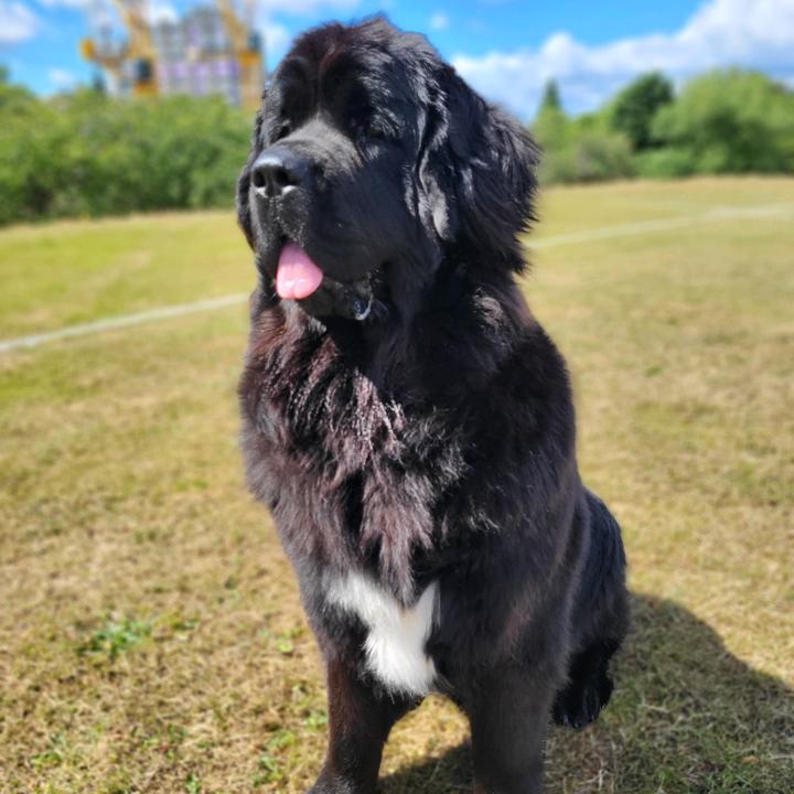 Luna the newfoundland