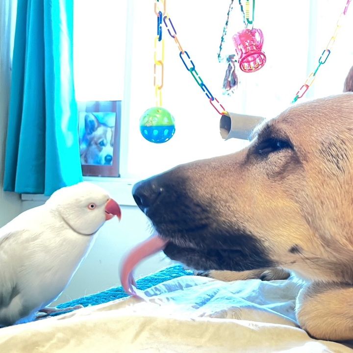 house_of_fur_and_feather