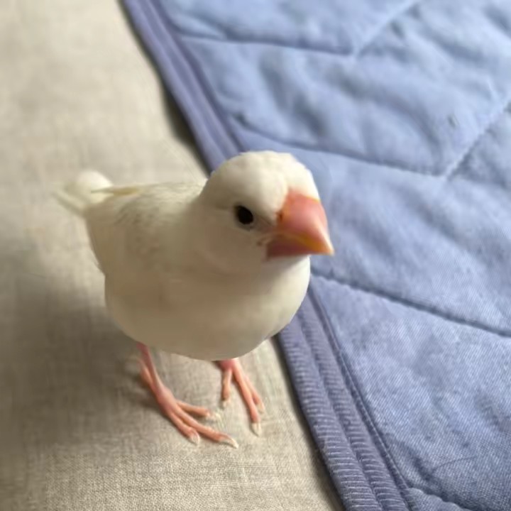 こめまる🐥