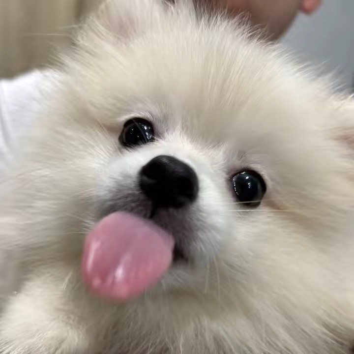 ポメのりんちゃん♀