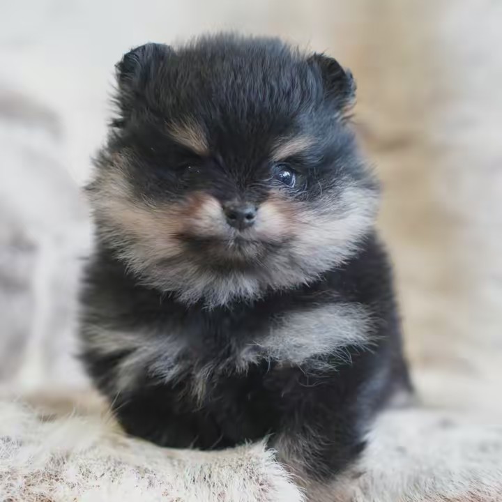 Mypreciouspomeranian