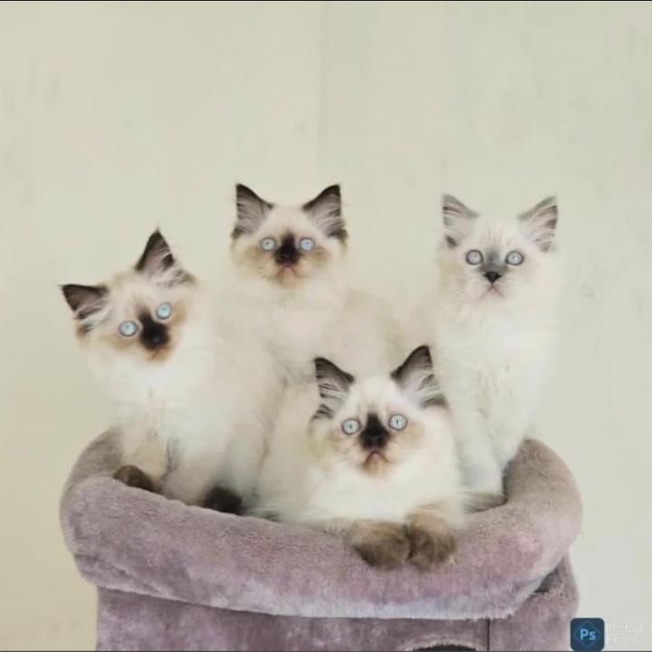 Kucing ras indonesia