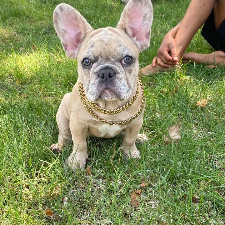 LOVELY_FRENCHIES