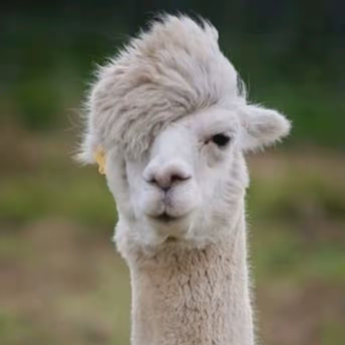 Mr.Alpaca