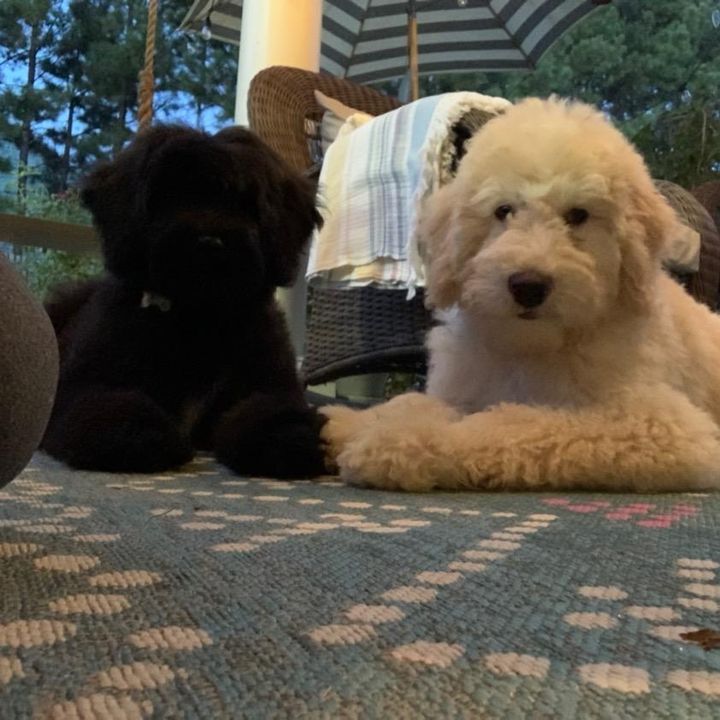 sheepadoodlebrothers