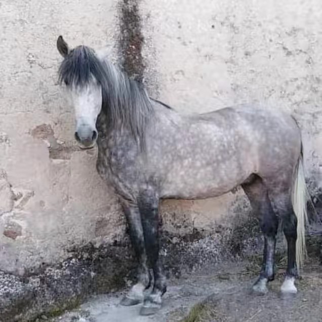 Ruben Martín González