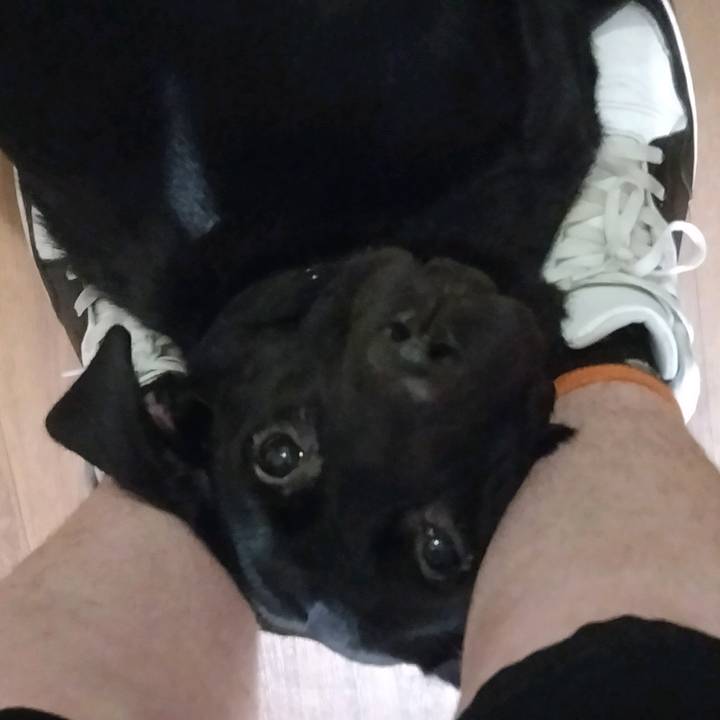 Francis /\^•-•^/\