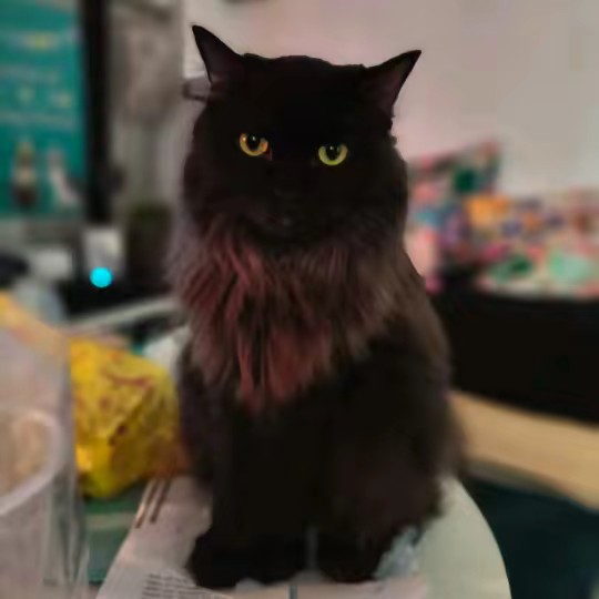 🌹ᴀꜱᴍᴀʀᴀ🌹