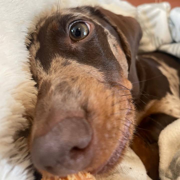 The Life Of Cassie🐶💓