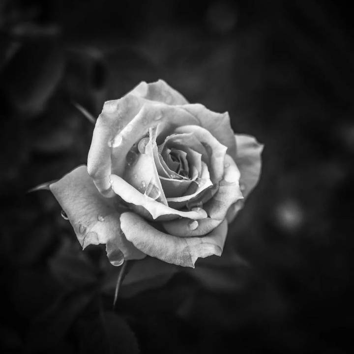 𝕽𝖔𝖘𝖊_𝖓_𝕽𝖔𝖑𝖑88