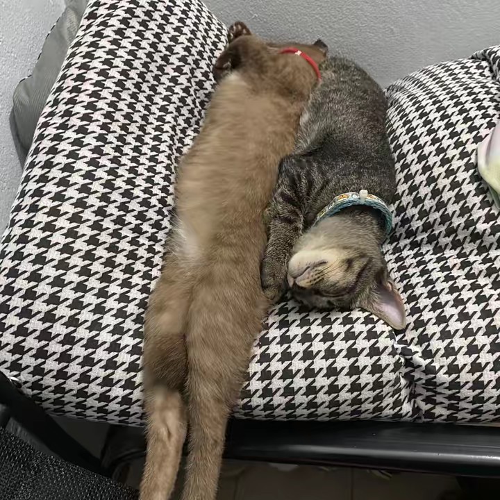 เจ้าจิ๋ว ขายของ