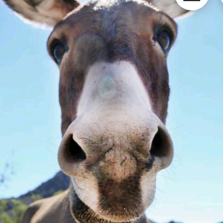 Dark__Jai (kappah's version)