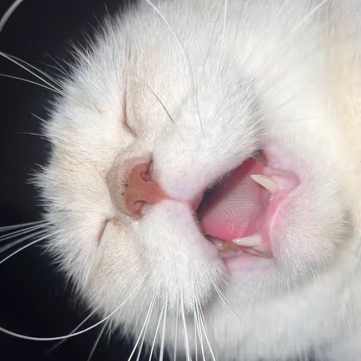 🫧เยาวชนมอมแมว“ᙏ̤̫͚🫧