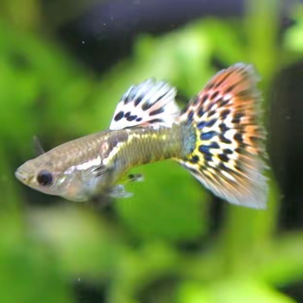 Fish4Ever