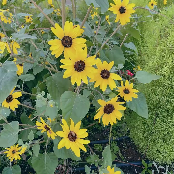 Lishami❤️❤️fashion