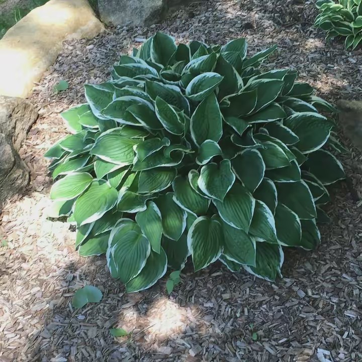 DuJuan Eloise Englis