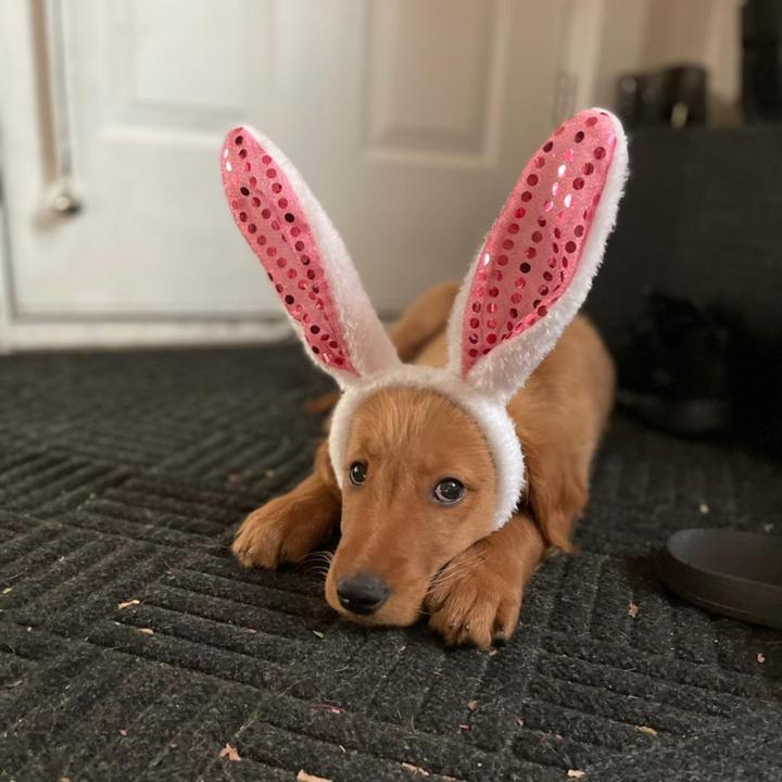 Milo the Goodest of Boys