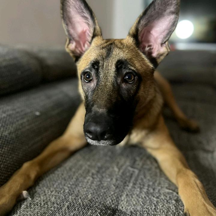 maxthegreatgermanshepard:)