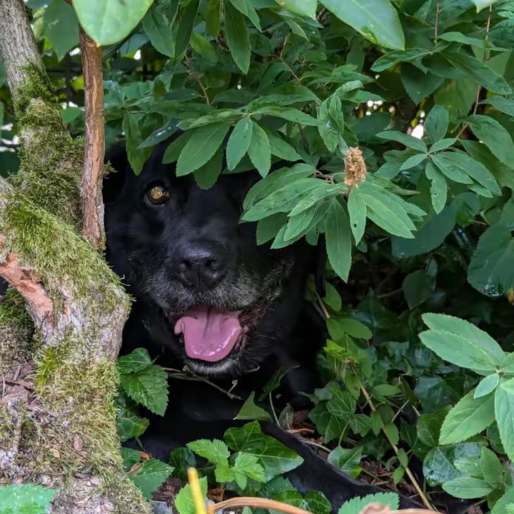 🖤🤍Wölfchen🖤🤍