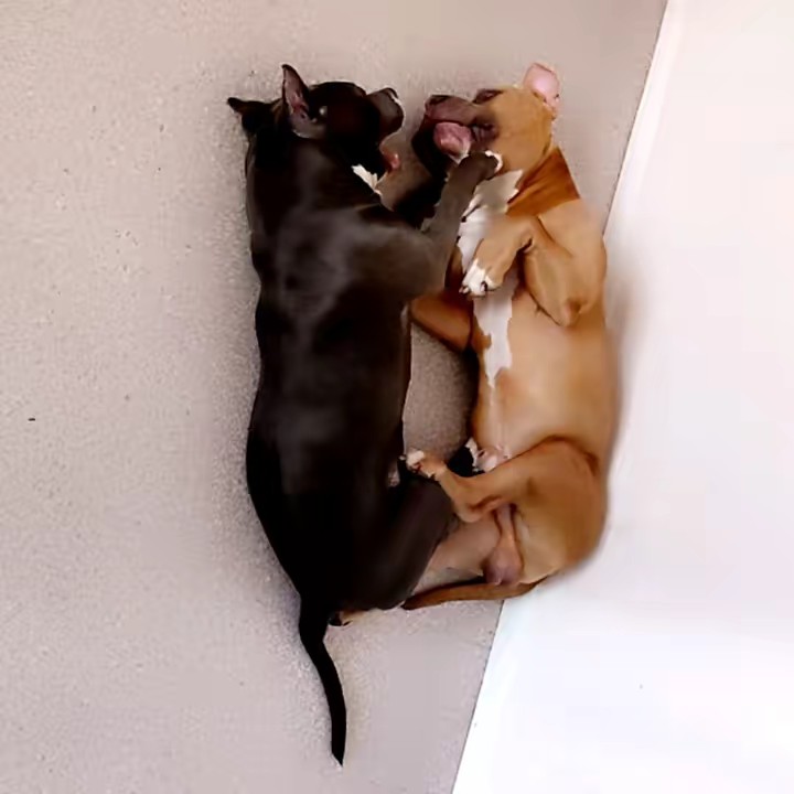 Les inséparable.♥️