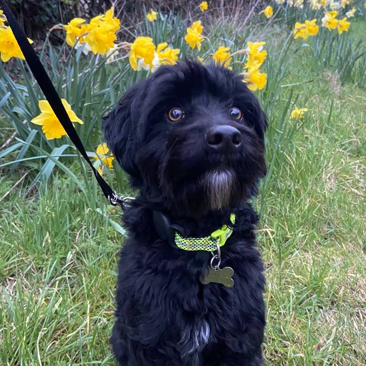 Marty the Borderdoodle