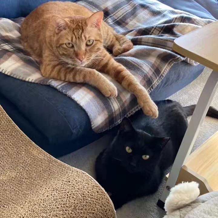 🐈にゃんずMaMa🐈‍⬛