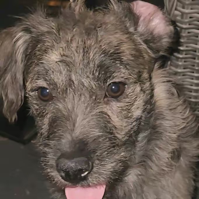 We Are Miniature Mastiffs