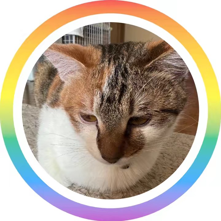 ハ ル 『癒しの猫ライフ』