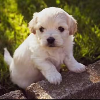 El_perro_de_la_calle