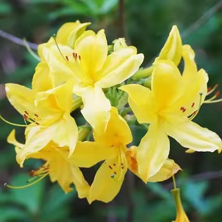 Yellow_Azalea