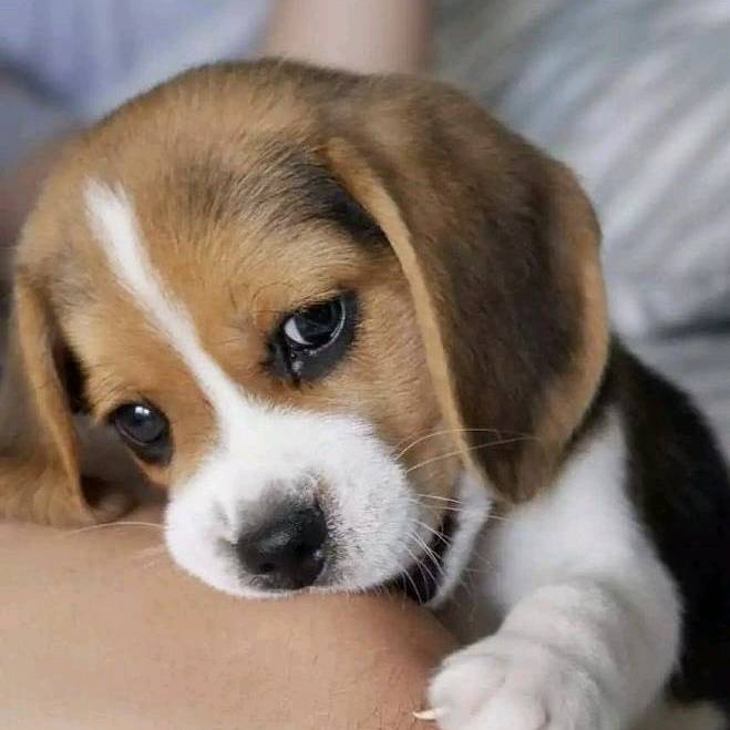 Mariana do ryan·˚.✧