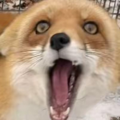 Рыжий и пушистый