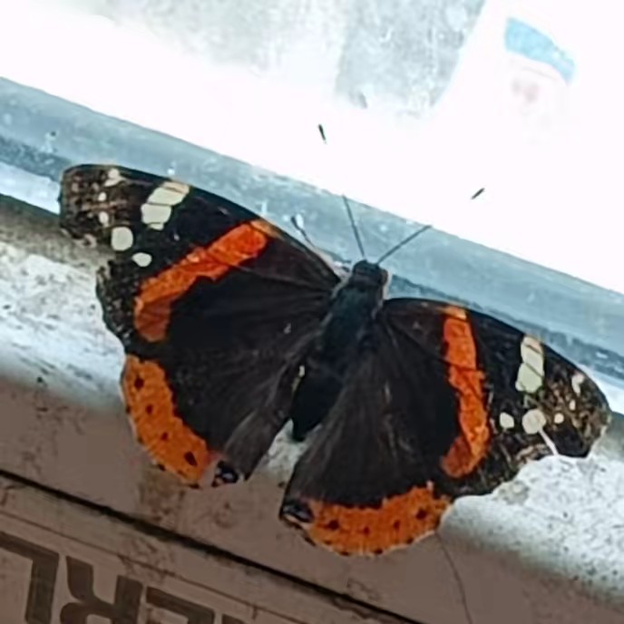 🇪🇦vive la vida💋y dega vivi?