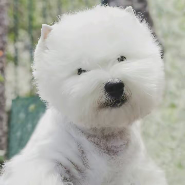 peluqueríacaninalacueva.