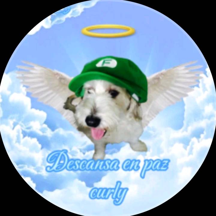 chivista 💙🤍❤️