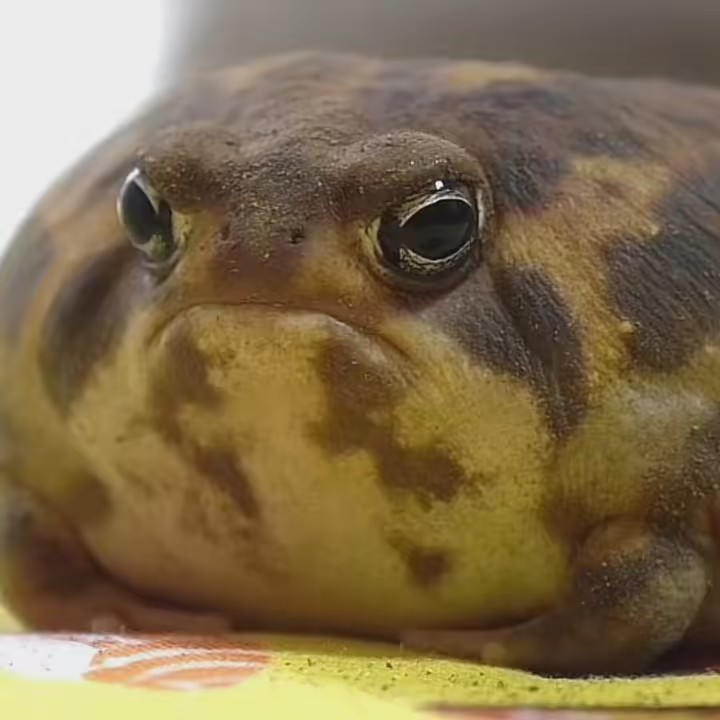 🐸🍃🍏♞ 𝓢𝓪𝓹𝓲𝓷𝓱𝓸 ♞🍏🍃🐸