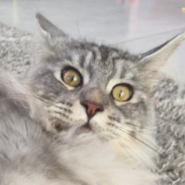 ŚĆÂRŁĘTT • Friends