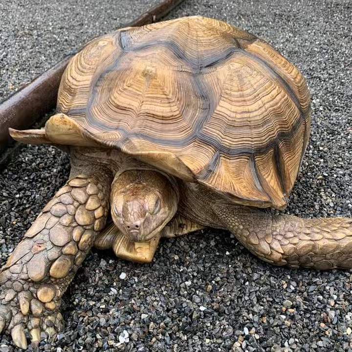 มานะ รีวิว