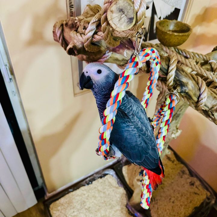 LORYN THE AFRICAN GREY