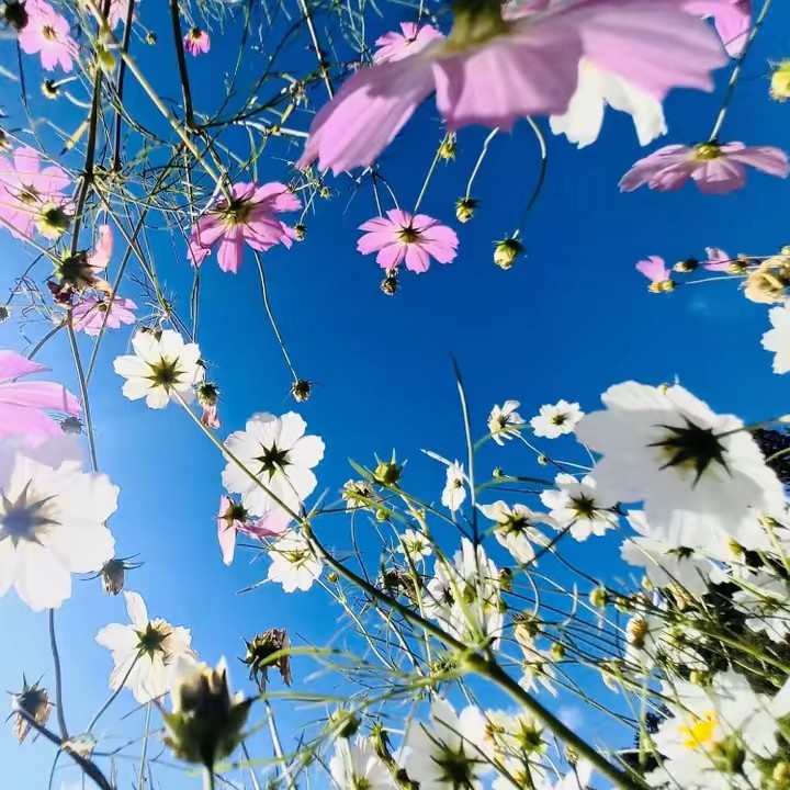 👑 Miss โกน 💃