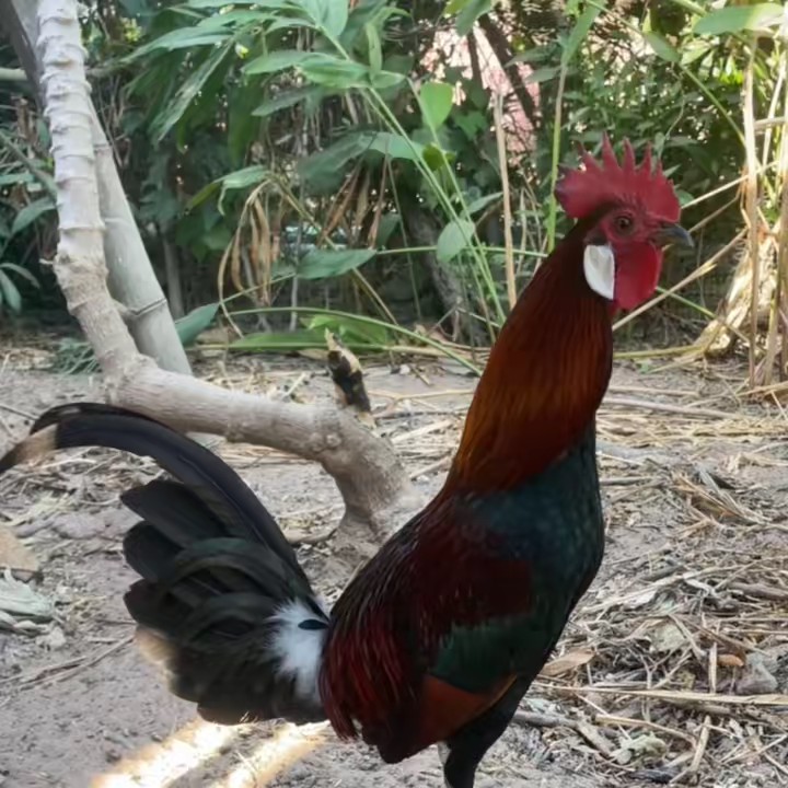 Wangsom farm😊😊