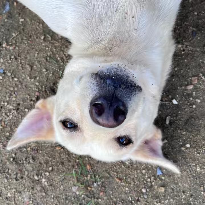 แมงแกงง